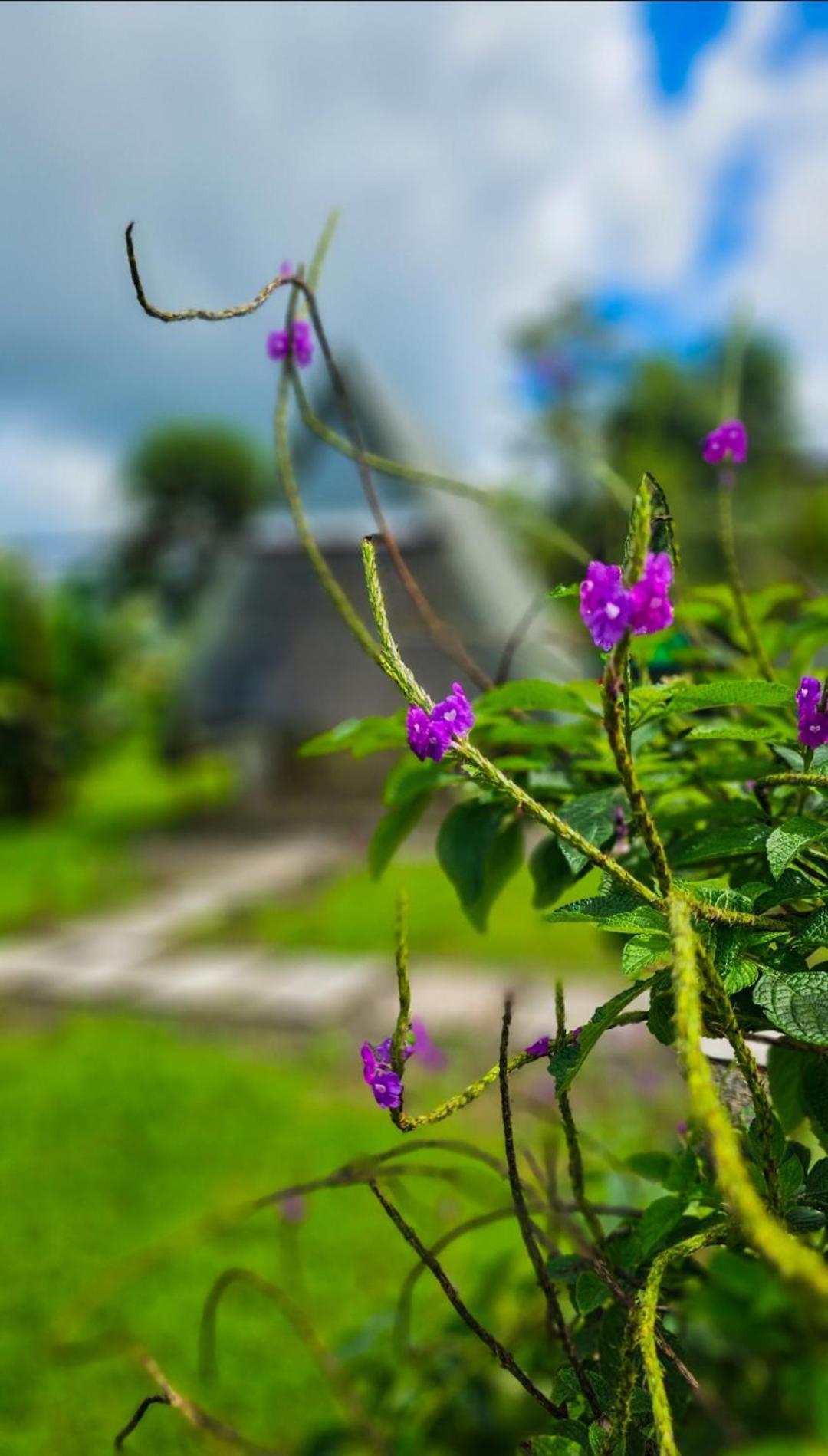 Villa Flora Glamping De Abuela La Fortuna Esterno foto